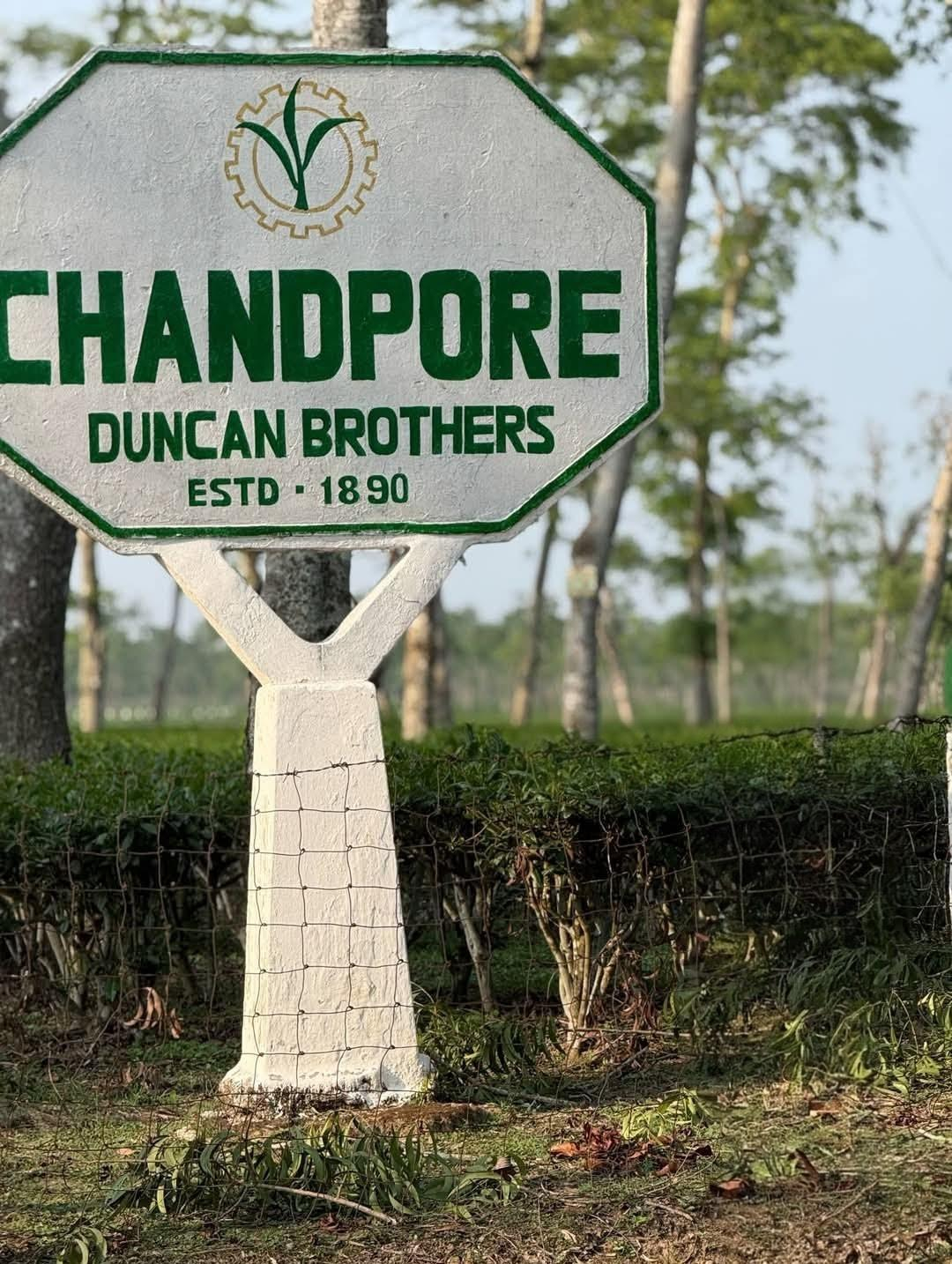 Duncan Brothers in Bangladesh: A Legacy of Tea and Transformation