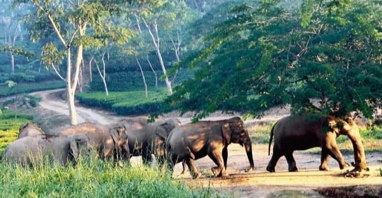 Transboundary Conservation Challenges and Biodiversity Status of Patharia Hills in Bangladesh–India Border