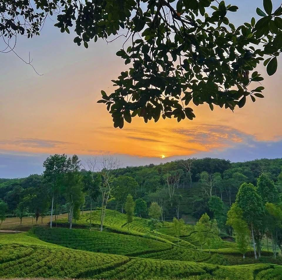 From History to the Present of Tea: The Story of Labor, Railways, and Culture