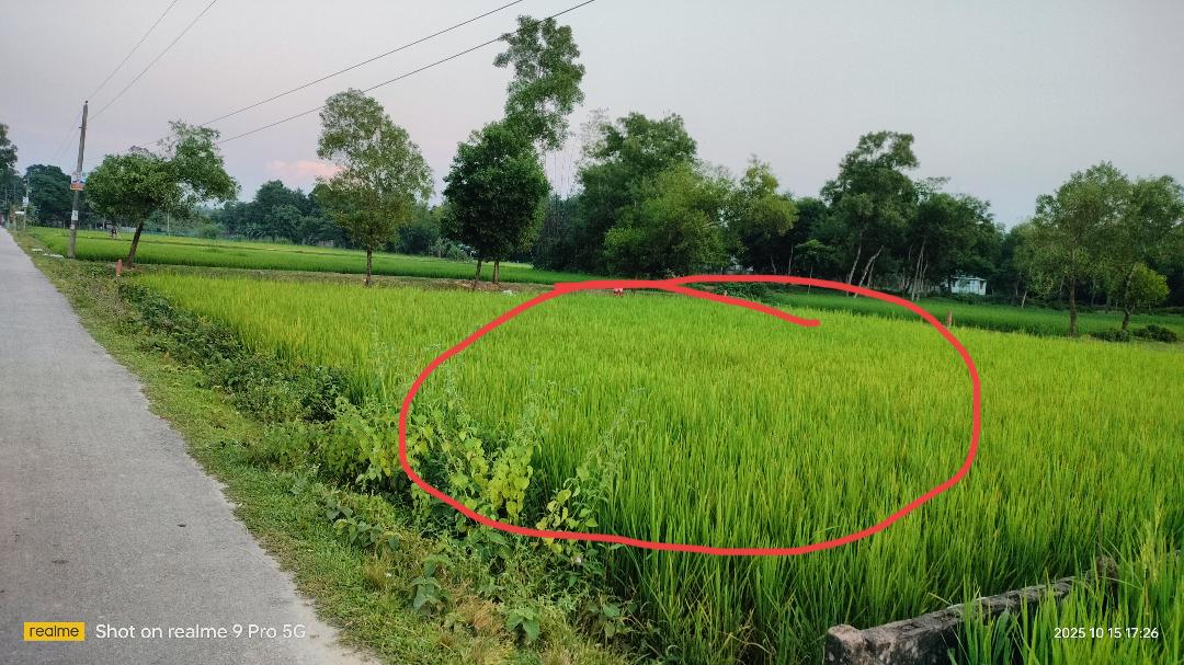 Land Grabbing Thrives Under the Shadows of Power in Sreemangal