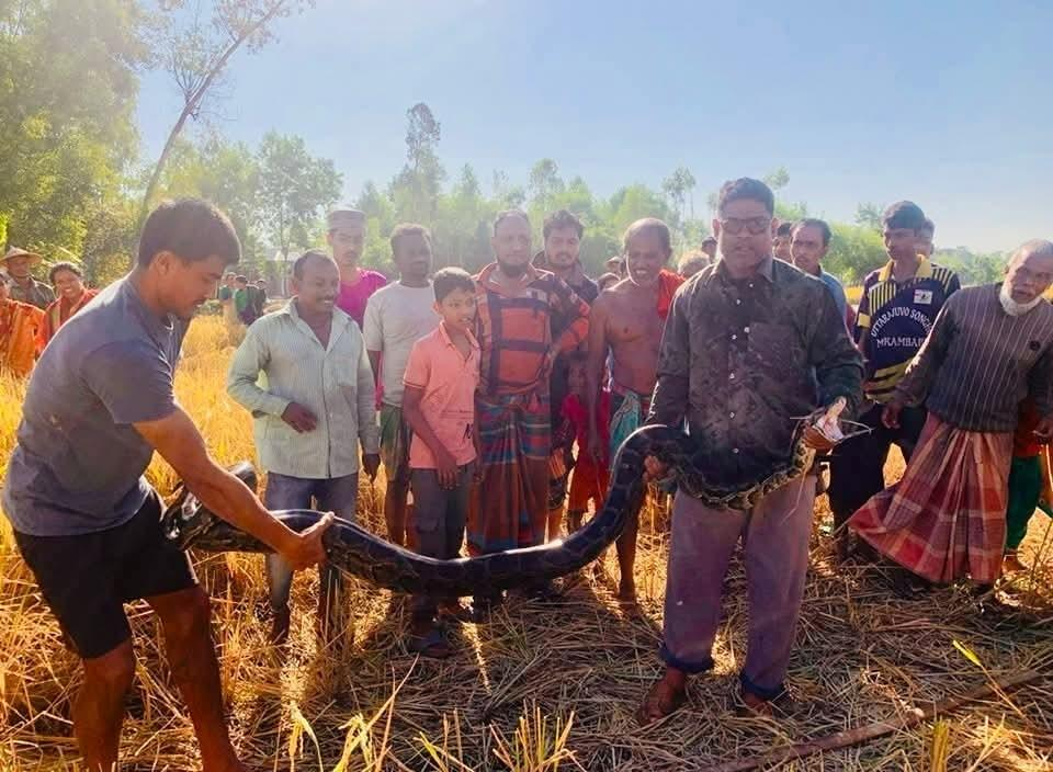 Pythons Searching for Food in Human Settlements — A Stark Warning From the Forests of Sreemangal