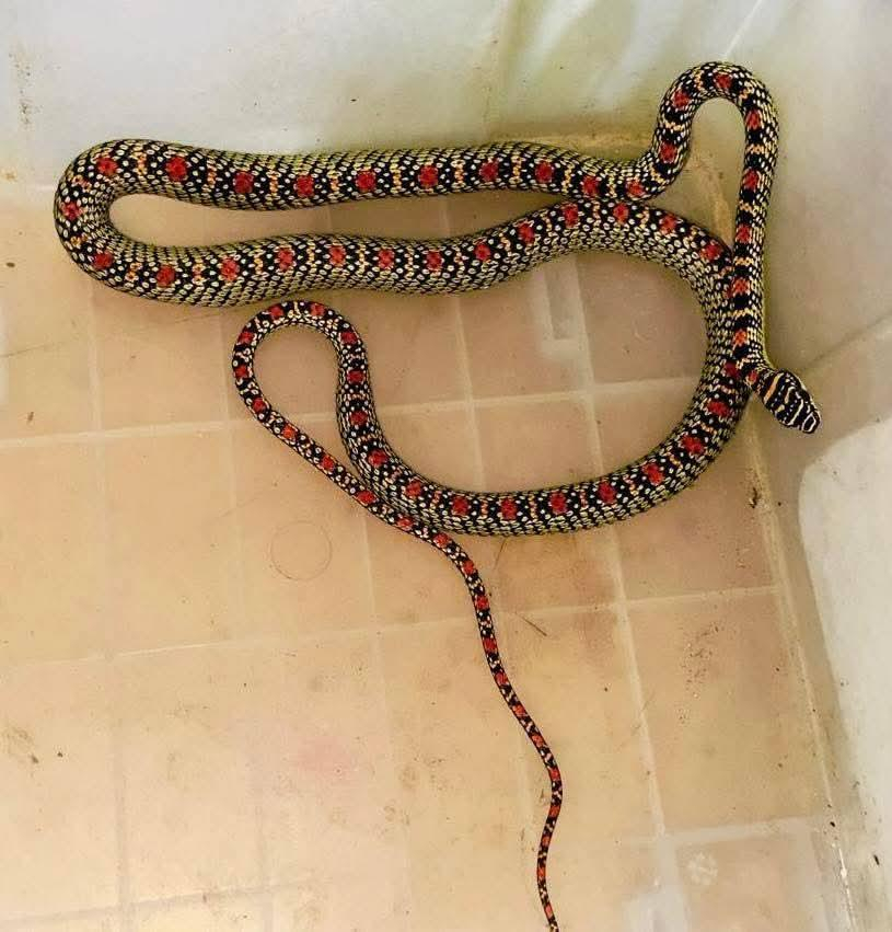 Venomous Snake Rescued from Ventilator in Sreemangal: Public Alarm Grows as Deforestation Signals Deeper Ecological Crisis